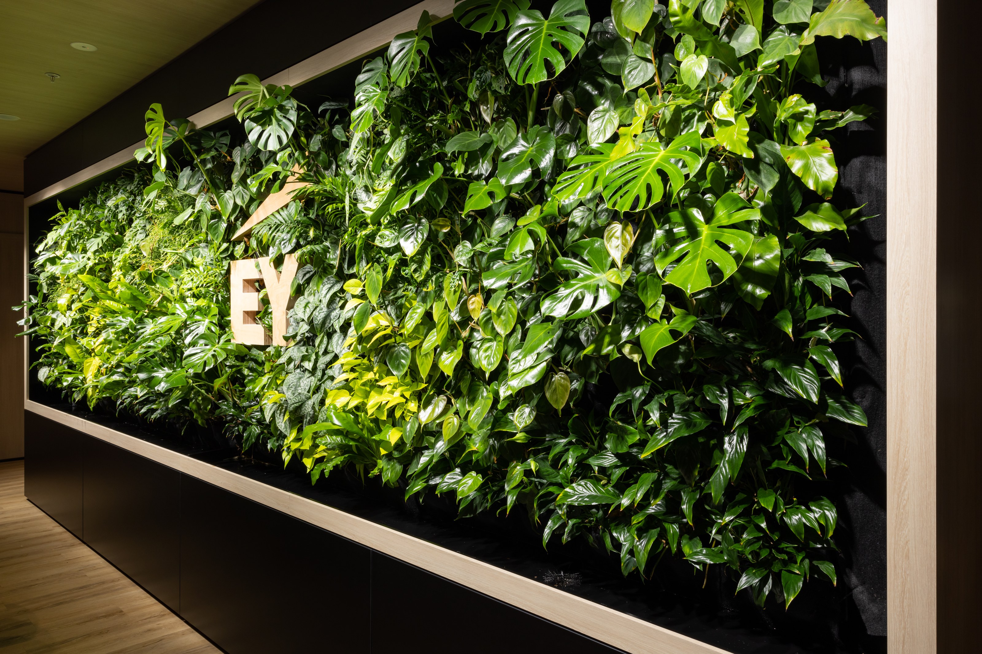 GreenAir planting in EY Wellington communal area