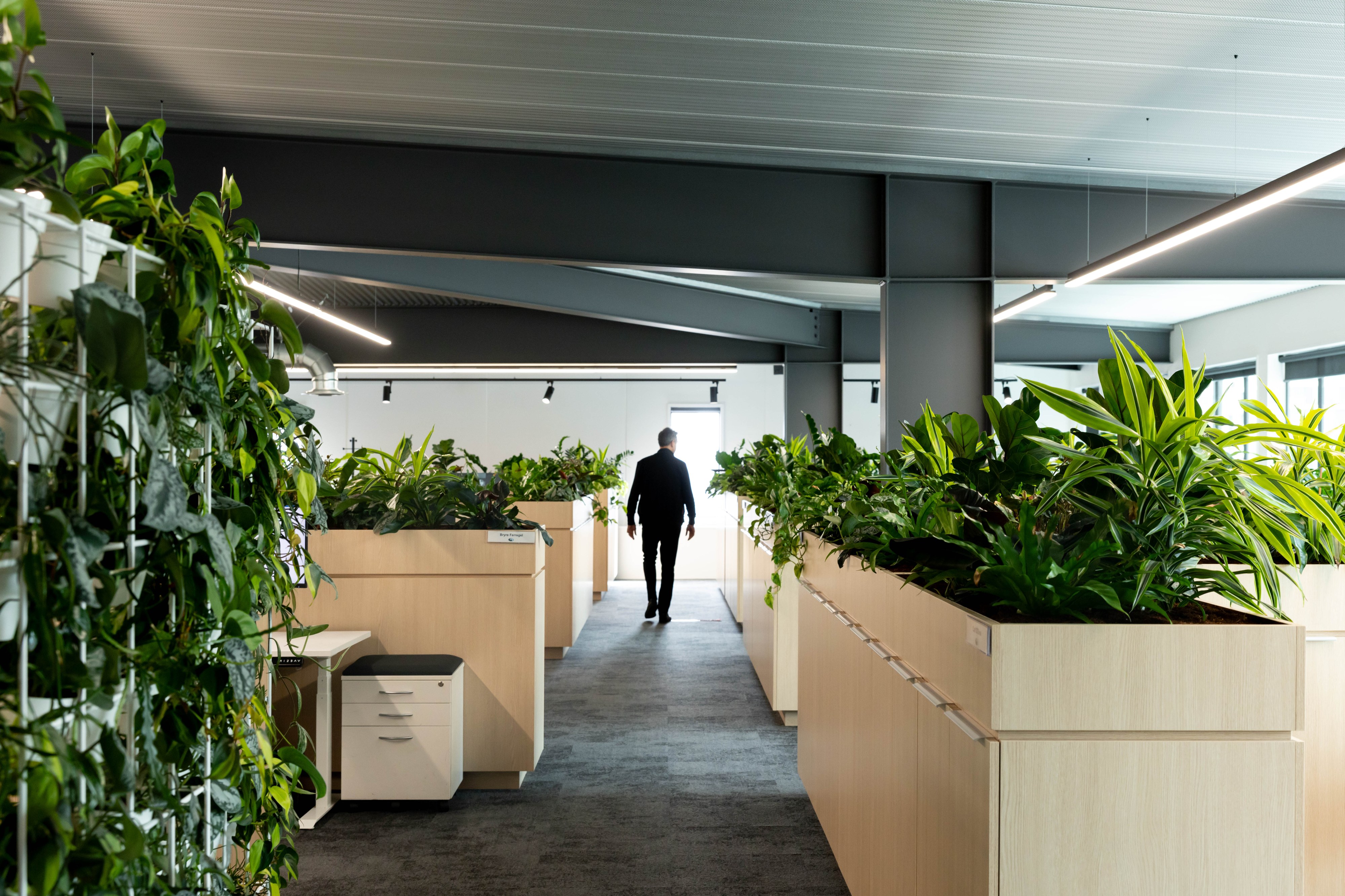 Gallagher office lobby with large indoor plants transforming the entrance — GreenAir plant hire Auckland
