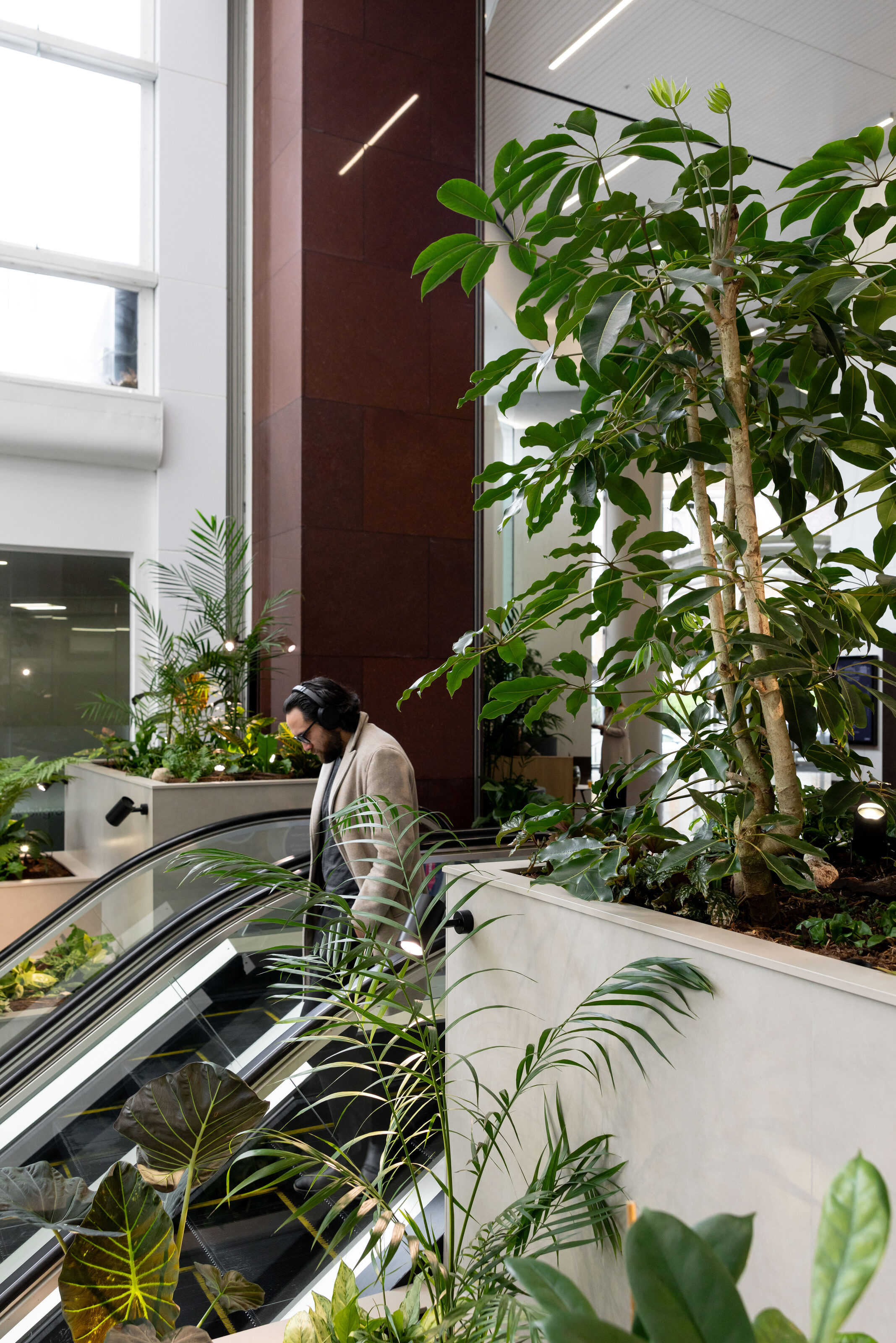 Tall specimen planting rising beside the Majestic Centre escalators as people move through the atrium