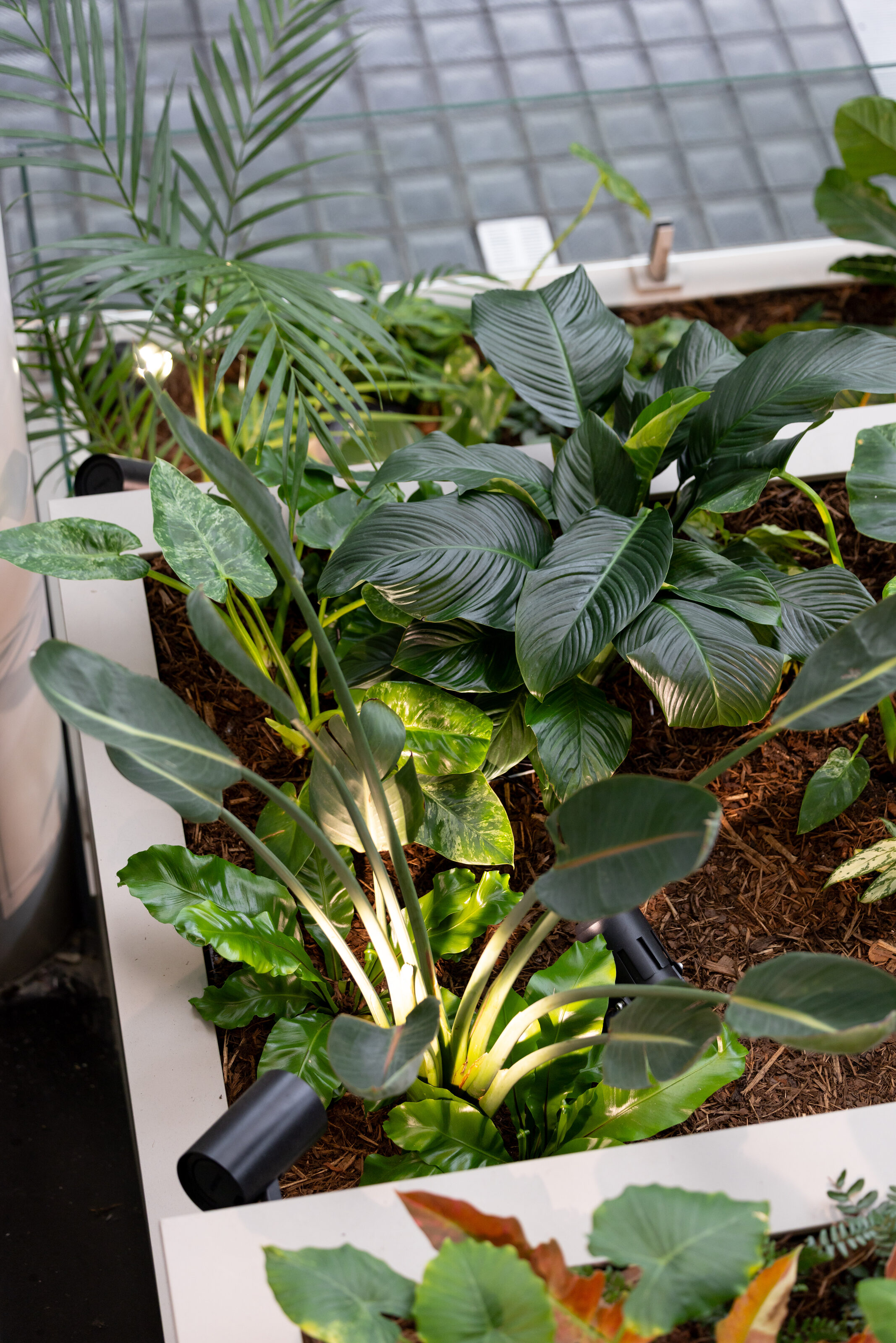 Layered planting cascading from the staggered gardens along the Majestic Centre atrium