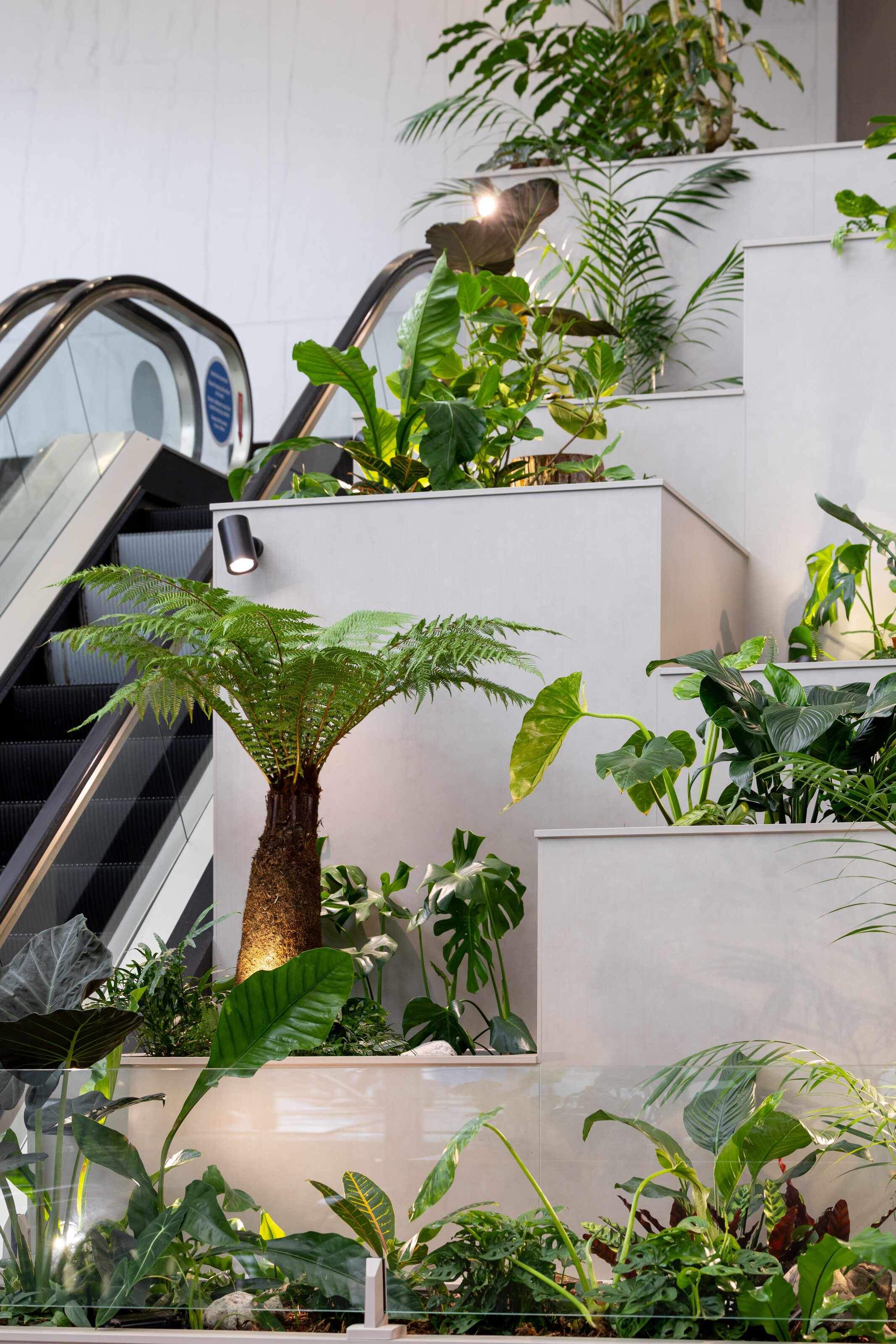 Escalator arch framed by punga and staggered forest-floor gardens at Majestic Centre