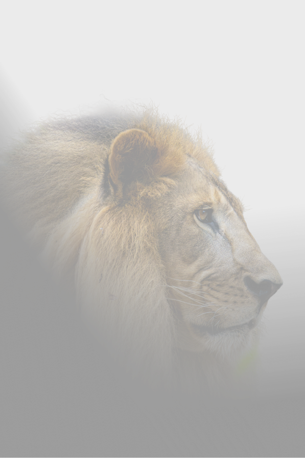 The Lion Of Judah