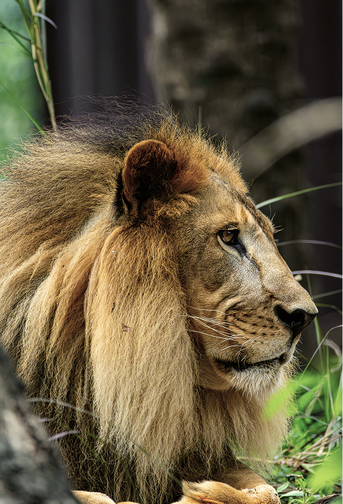 The Lion Of Judah