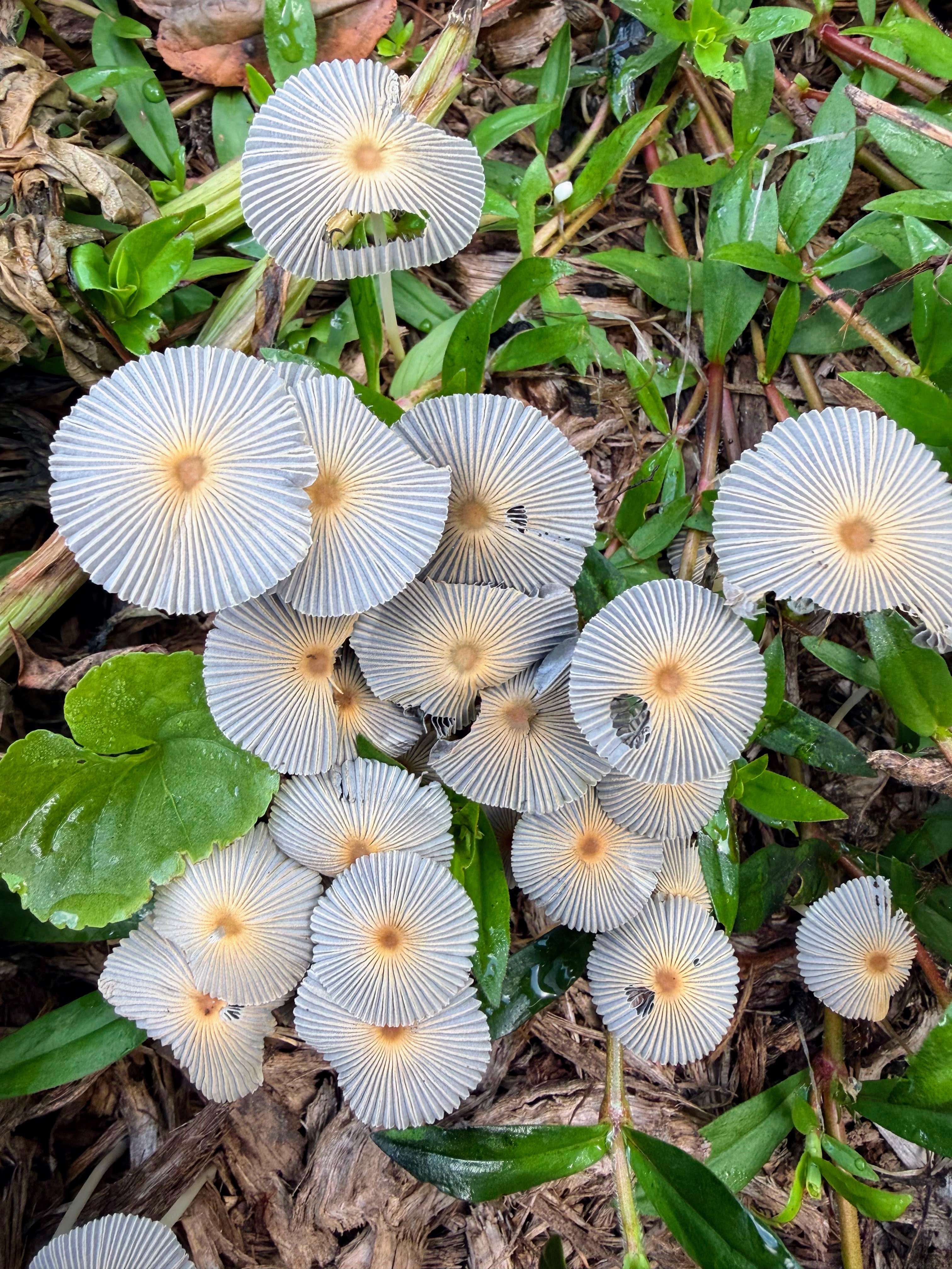 A cluster of pale, finely pleated mushroom caps among leaves and wood fragments.