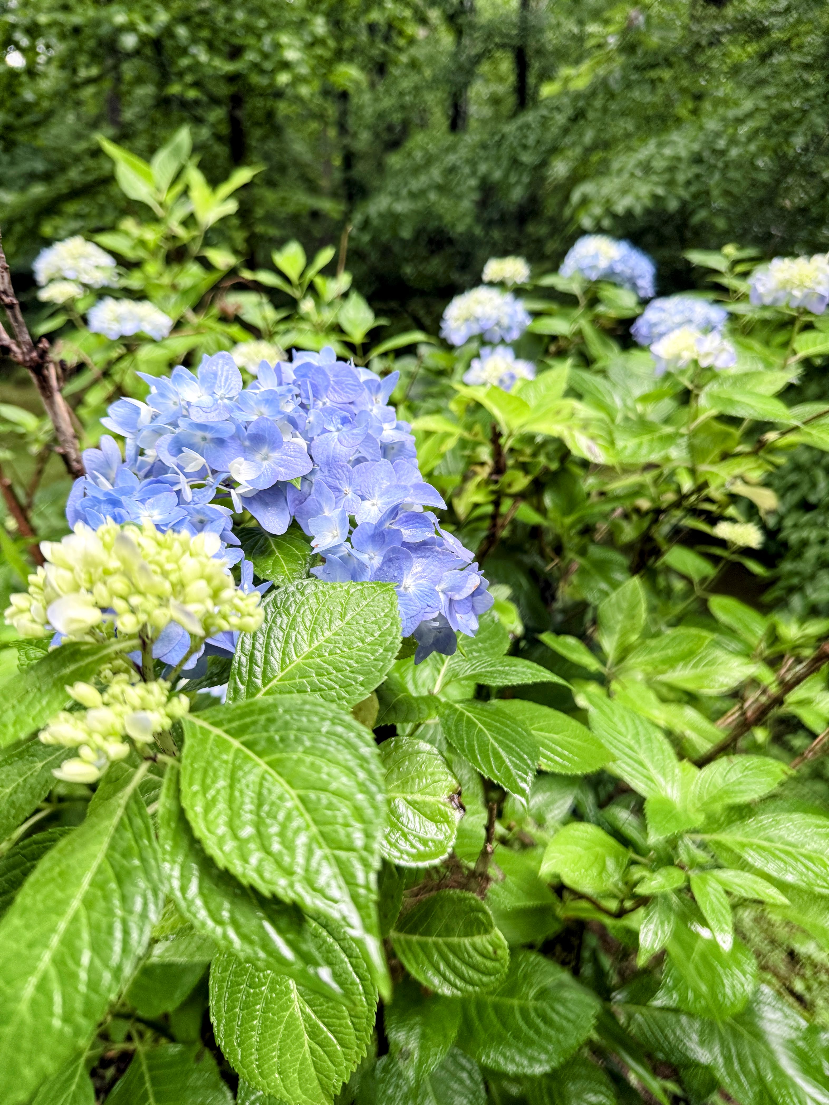 Blue hydrangea flowers and pale buds among broad green leaves.