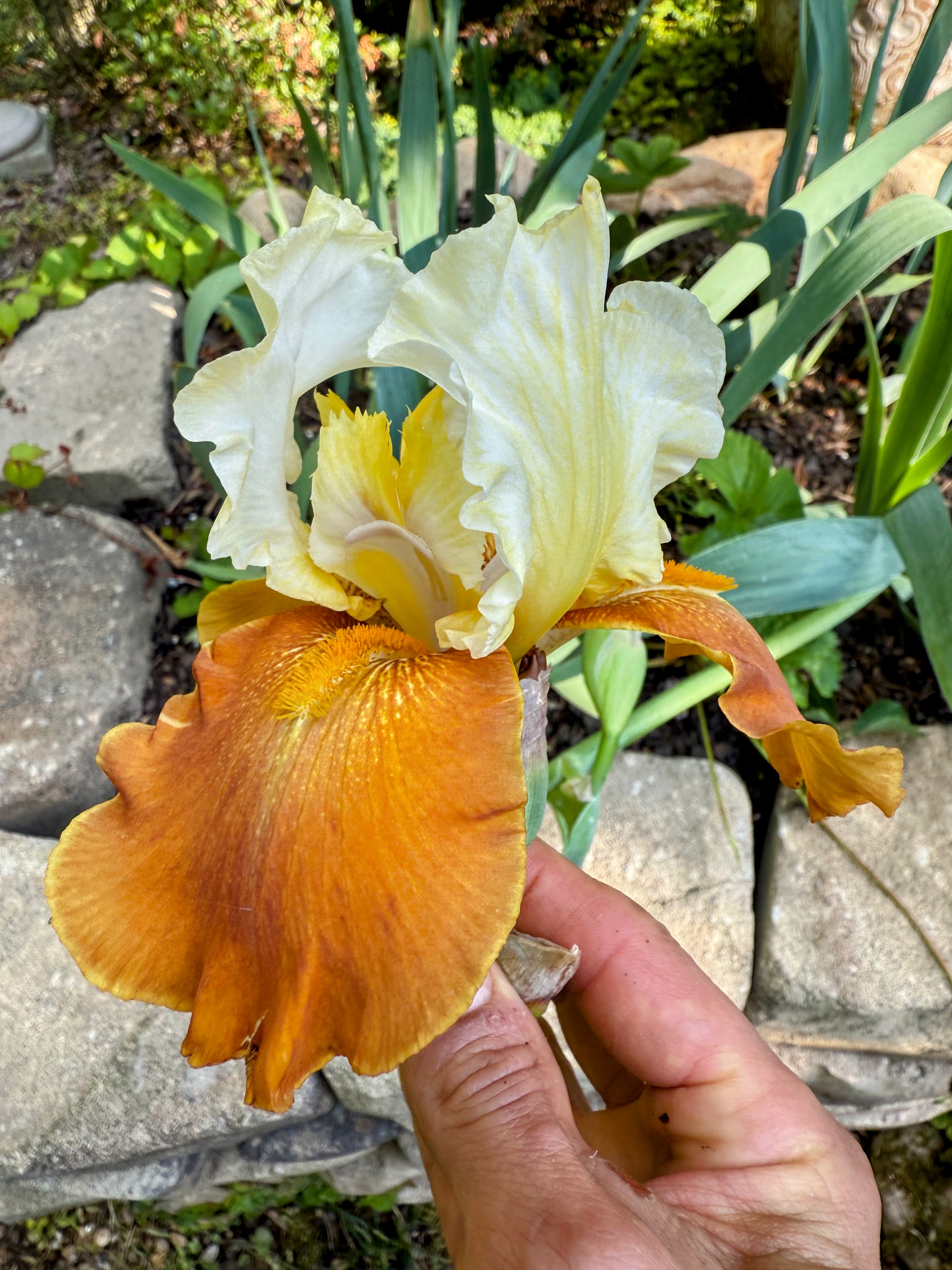A hand holding a cream and golden bearded iris beside a stone path.
