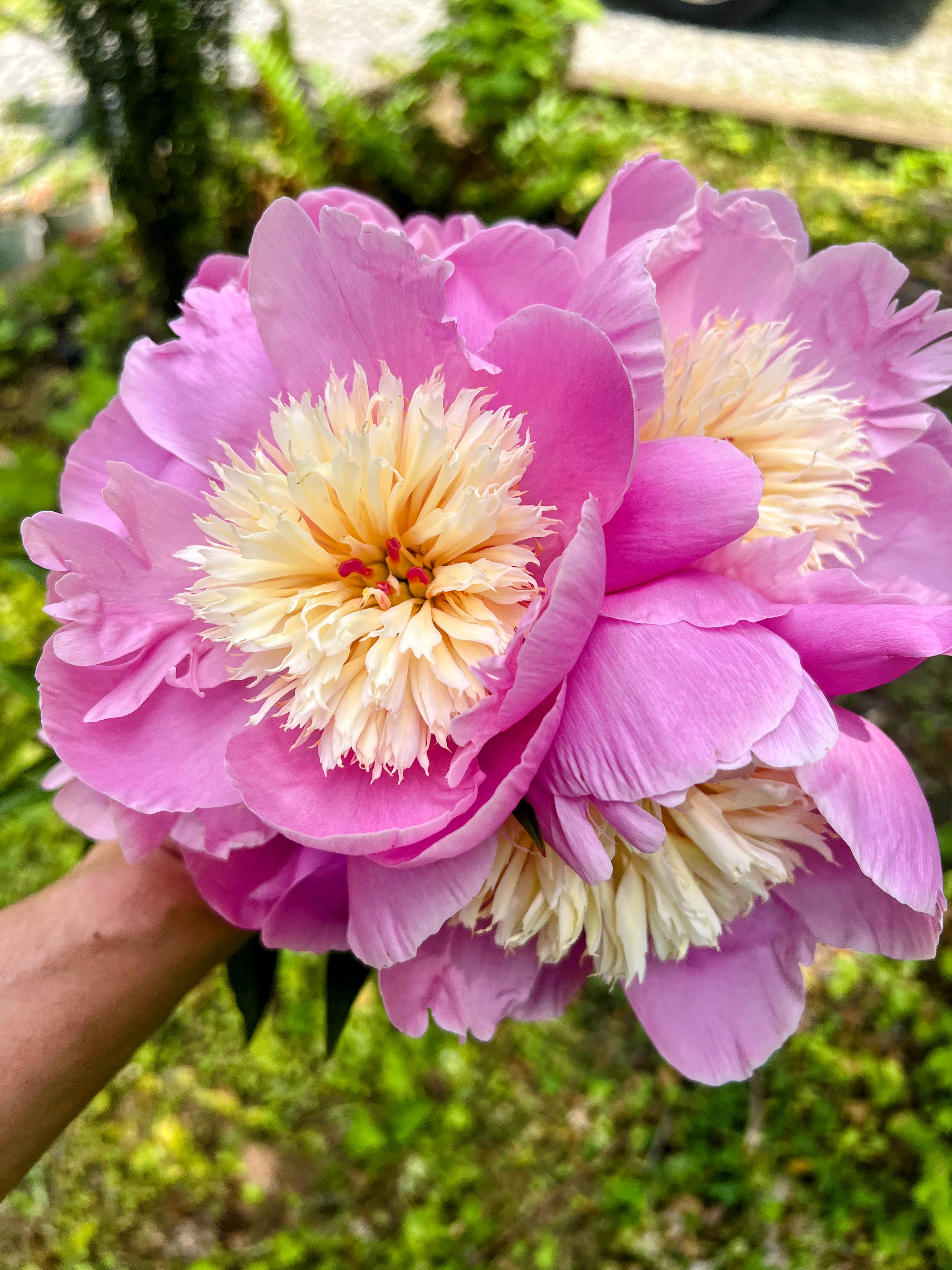 Pink peonies with densely layered cream centers, held close to the camera.