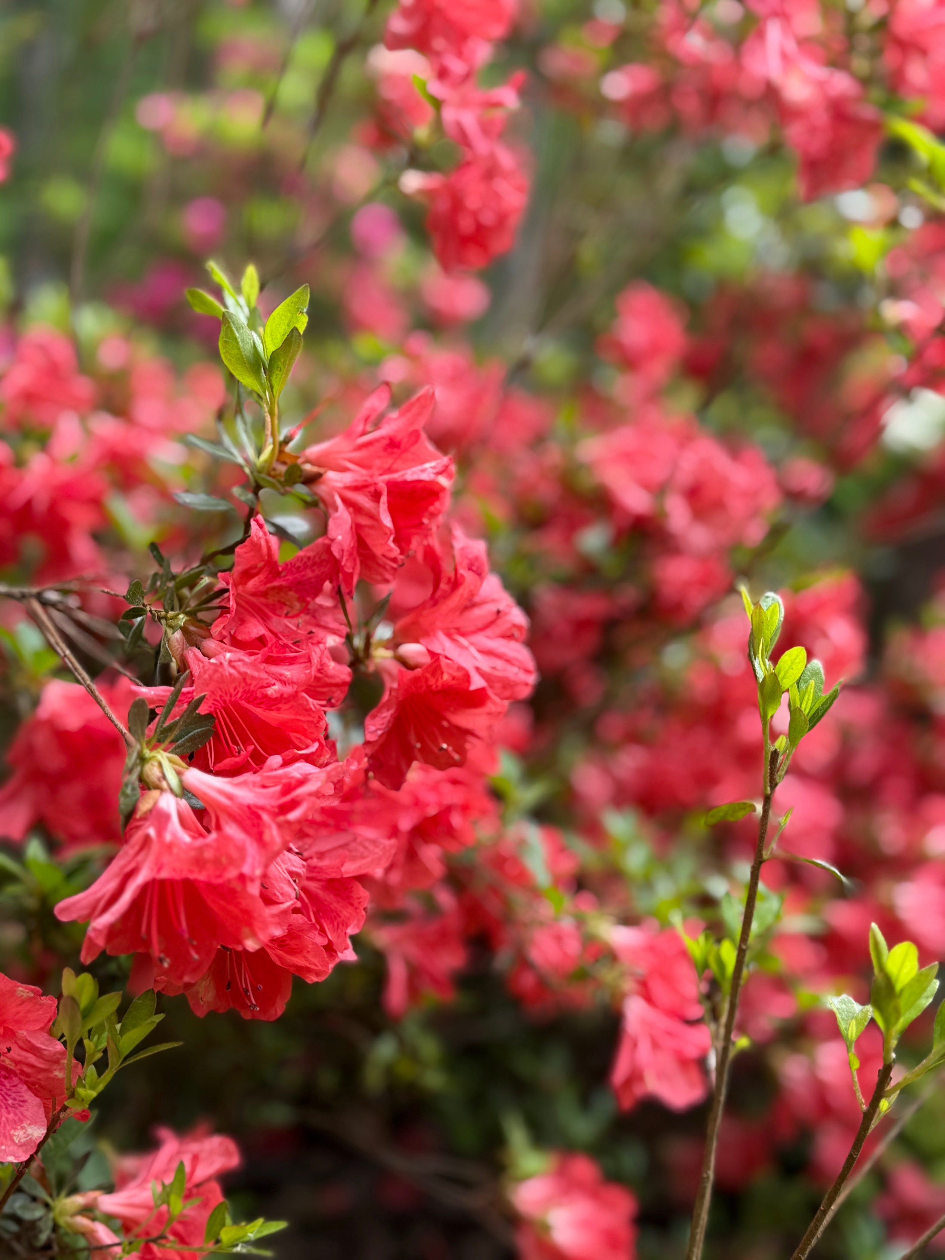 Bright pink-red azalea blossoms on a branch with small green leaves.