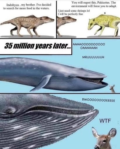 Evolution meme: an early land mammal heads into the water for shrimps and, 35 million years later, a blue whale startles a deer