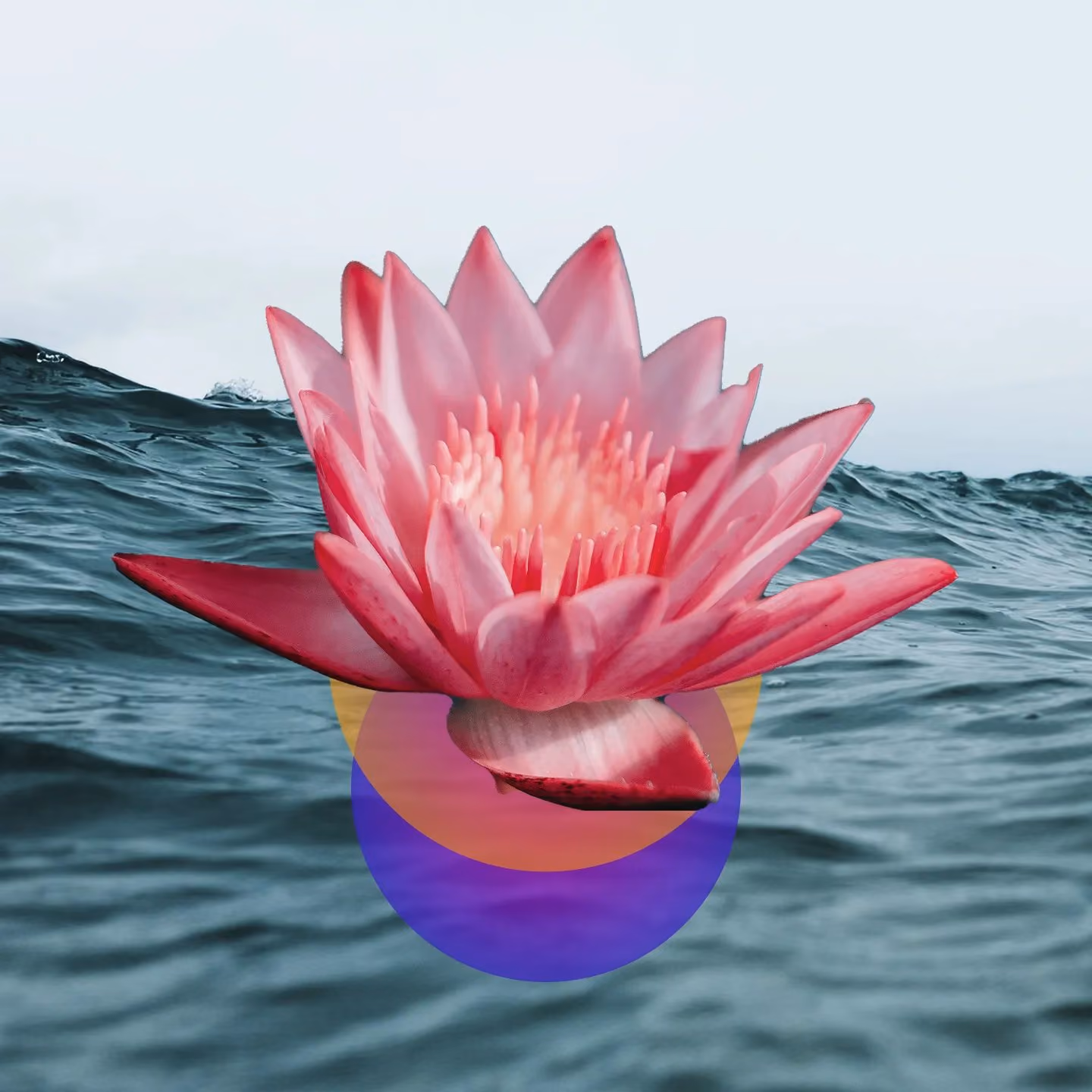 Pink water lily above blue waves with two overlapping colored circles beneath it.