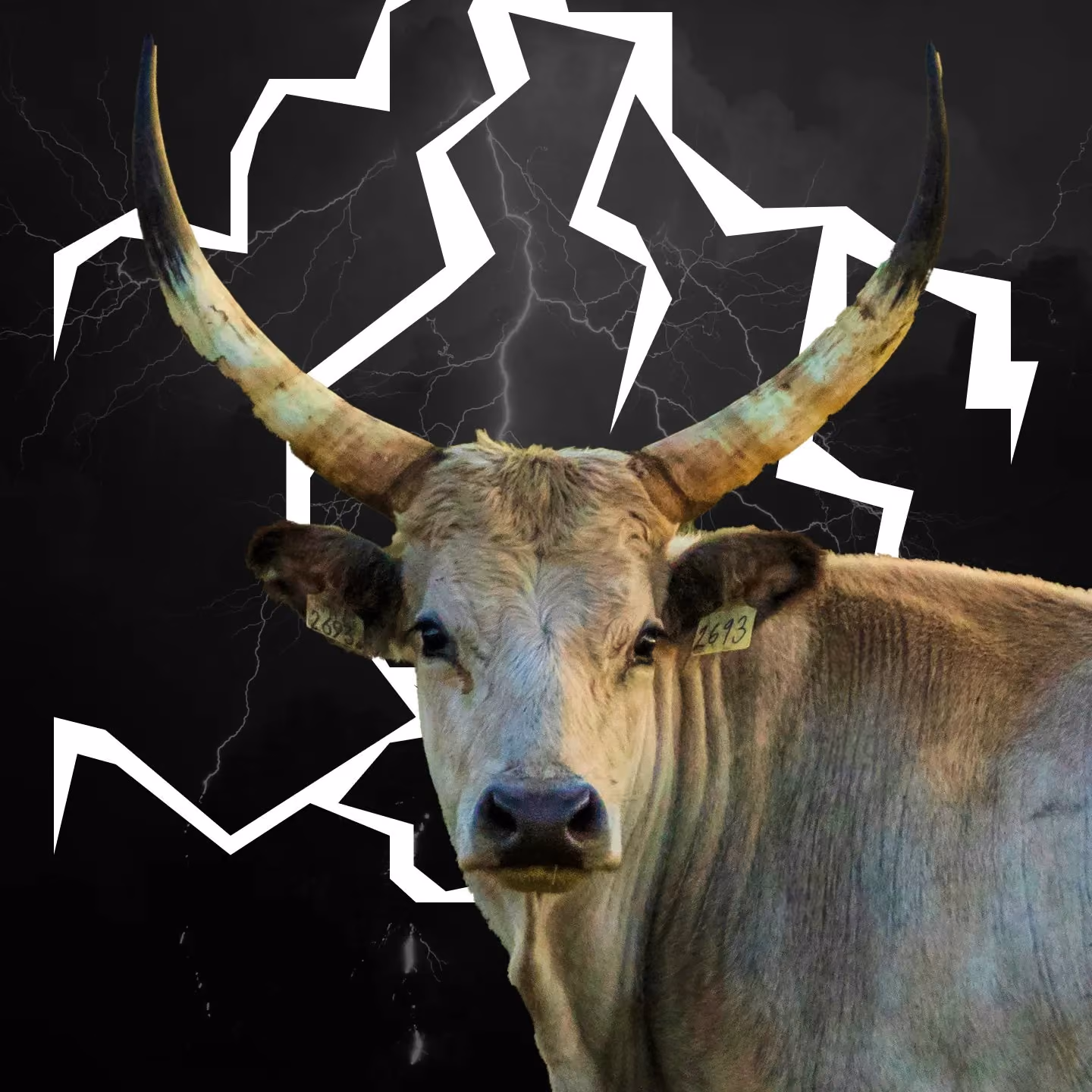 Front view of a horned bull with ear tags against a dark background with stylized white lightning.