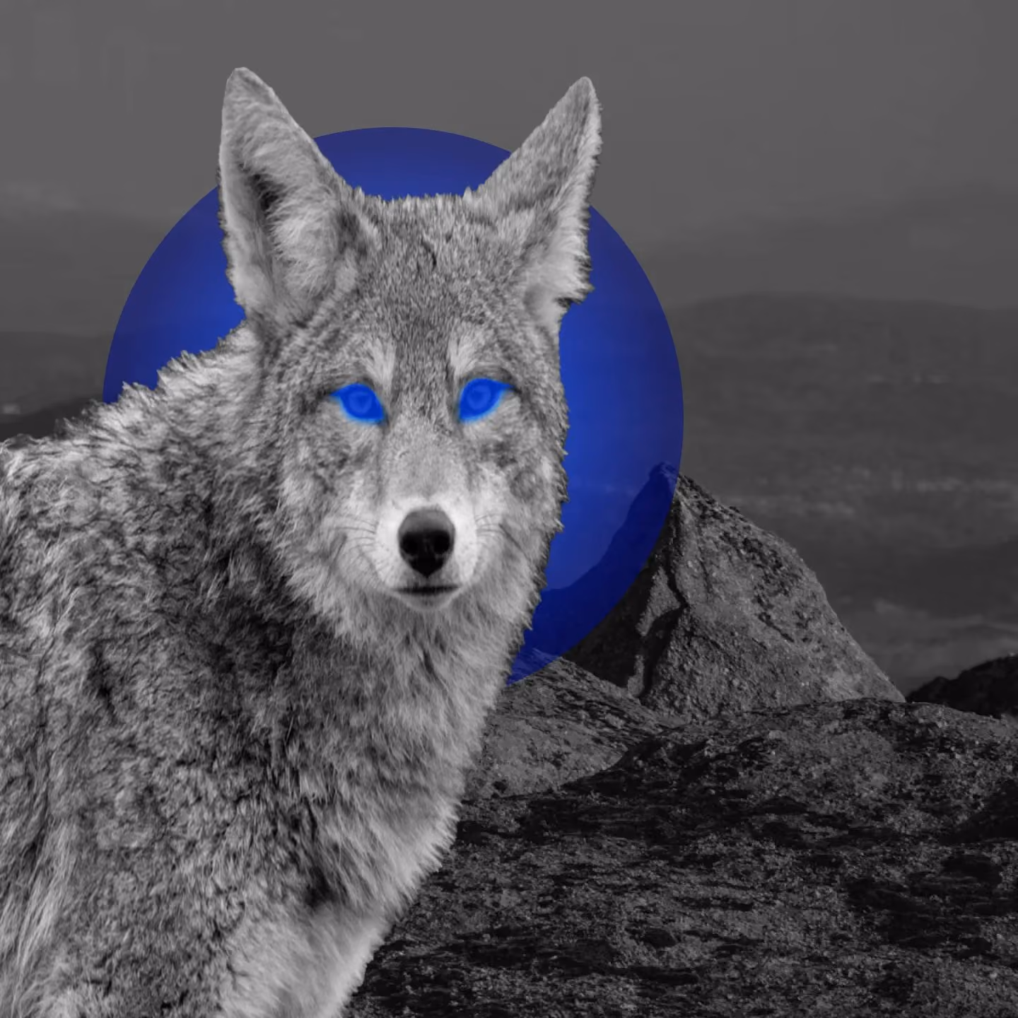 Black and white photo of a coyote with digitally enhanced blue eyes and a blue circle behind its head.