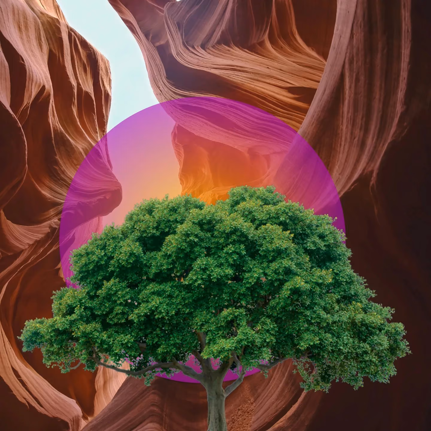 Green tree superimposed on a purple-orange gradient circle against a sandstone canyon background.