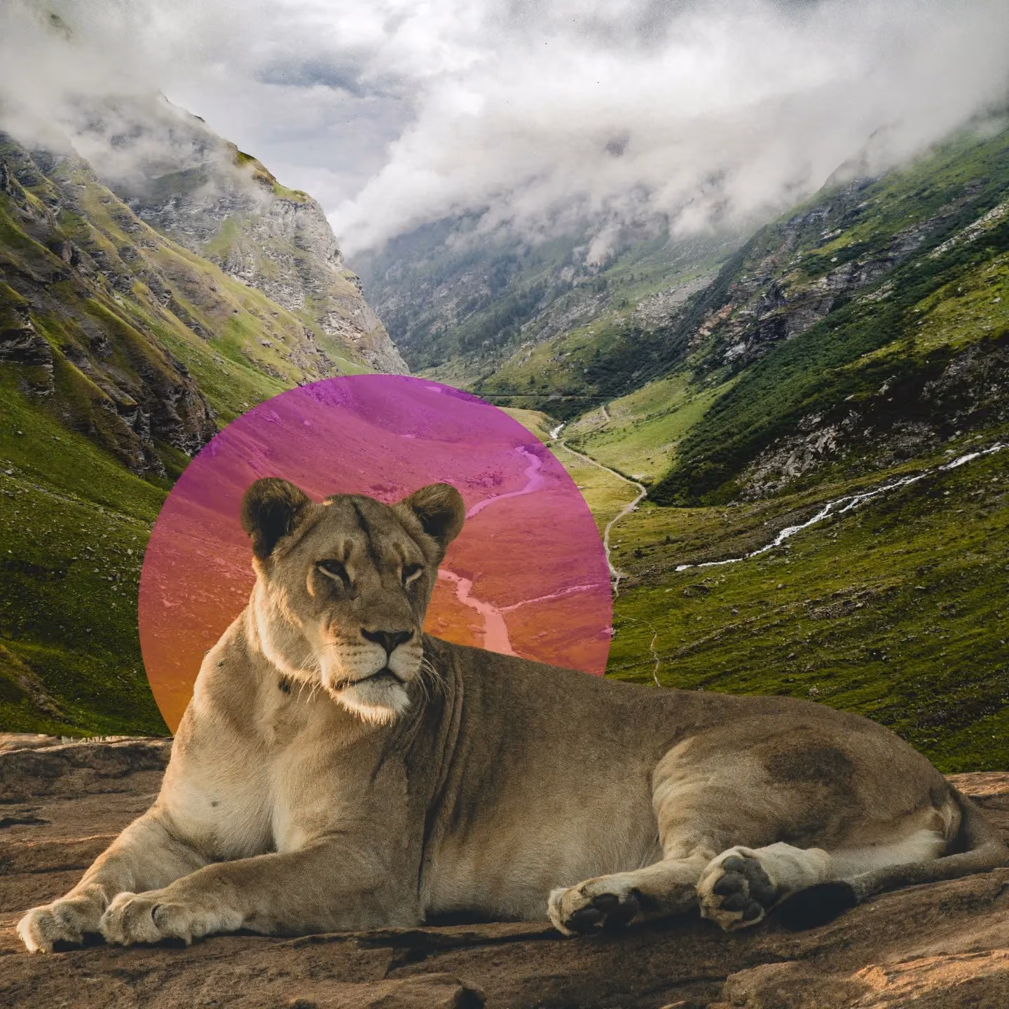Lioness lying on a rock with green mountains and clouds in the background and a colorful circle behind her.