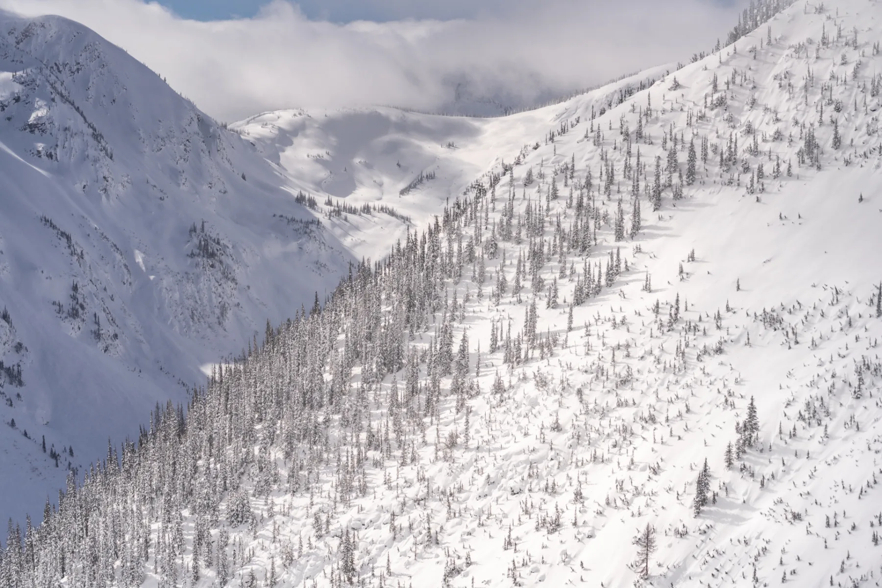 Lesní freeridový terén pod hřebenem, Rogers Pass