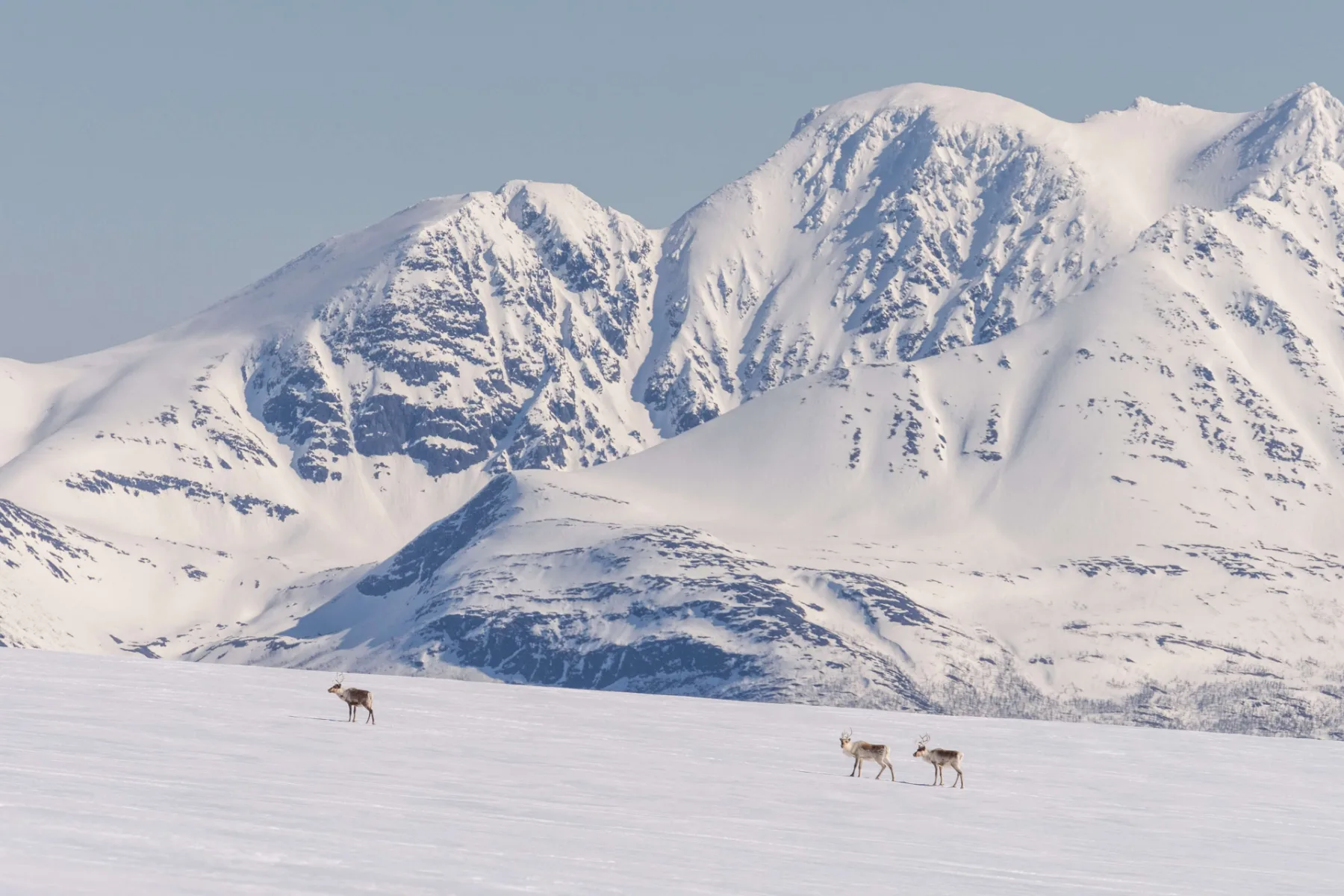 Sobi na sněhové pláni pod horami, Lyngen