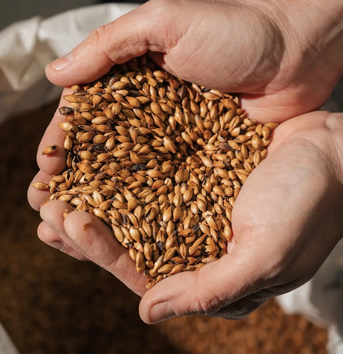 malt brasserie la pimpine sadirac