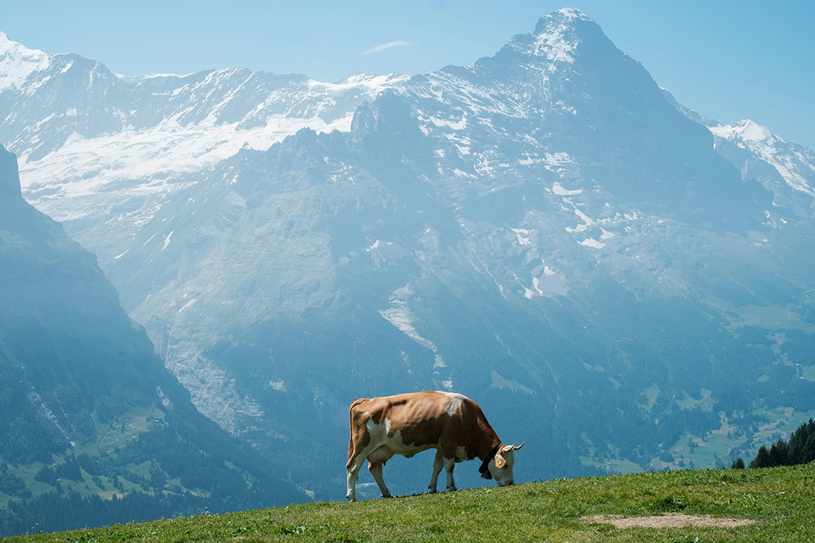 cow on grass with moutains in the background