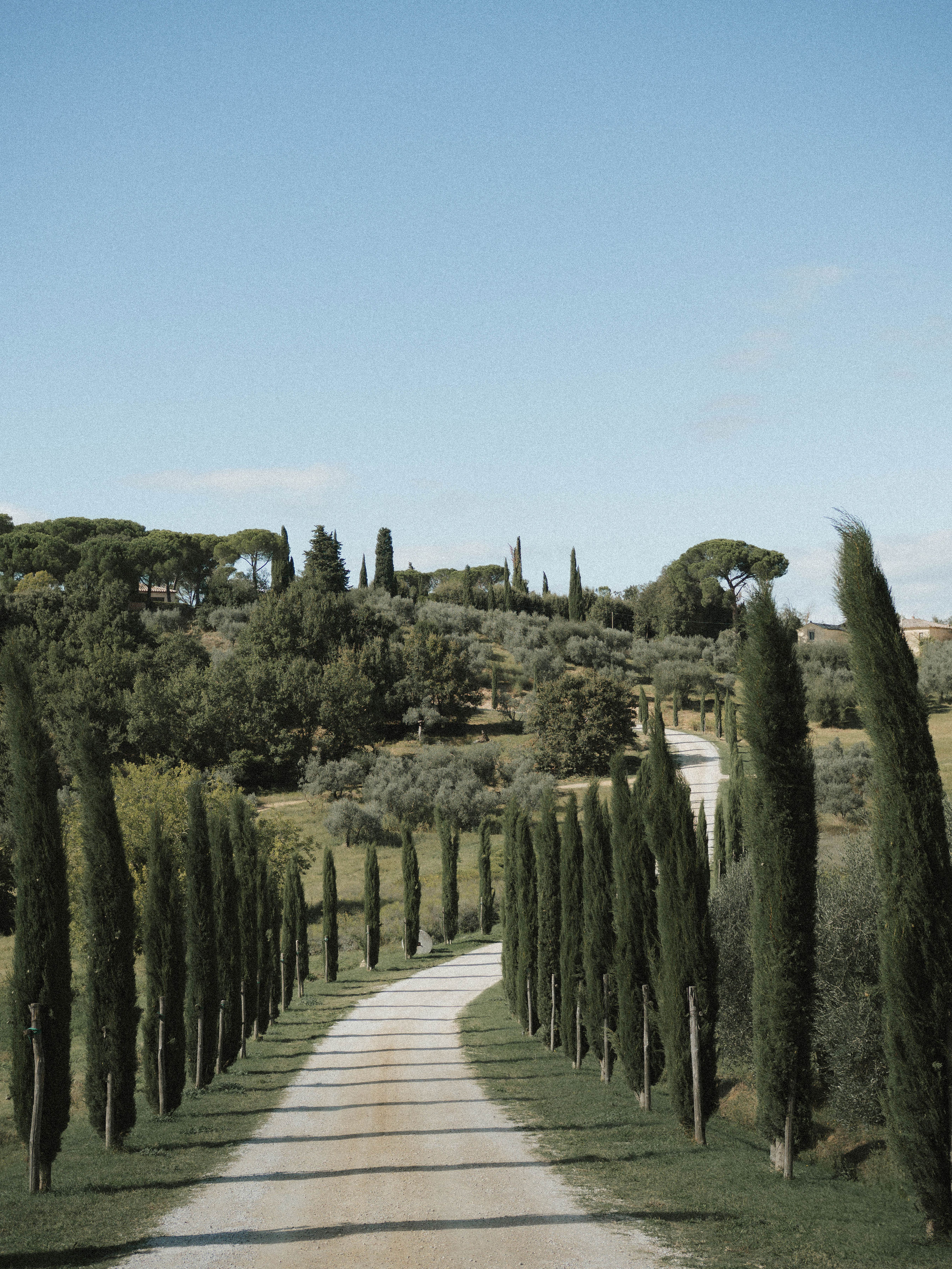 Cypress-lined road through the rolling countryside of the Val di Chio, eastern Tuscany