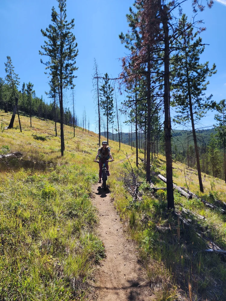 Person wearing a helmet riding a bicycle on a narrow dirt trail through a sunny grassy forest with tall pine trees.