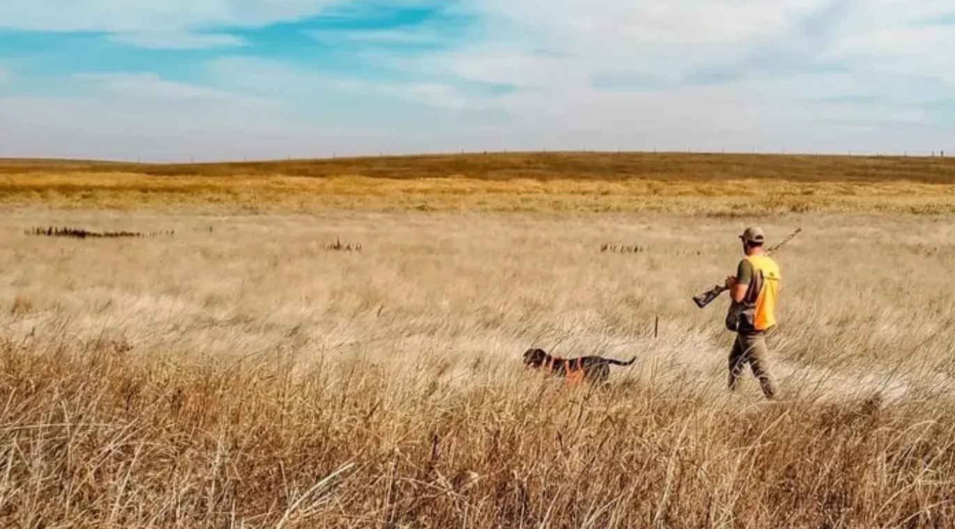 Hunter carrying a rifle walking with a dog in tall dry grass under a blue sky.