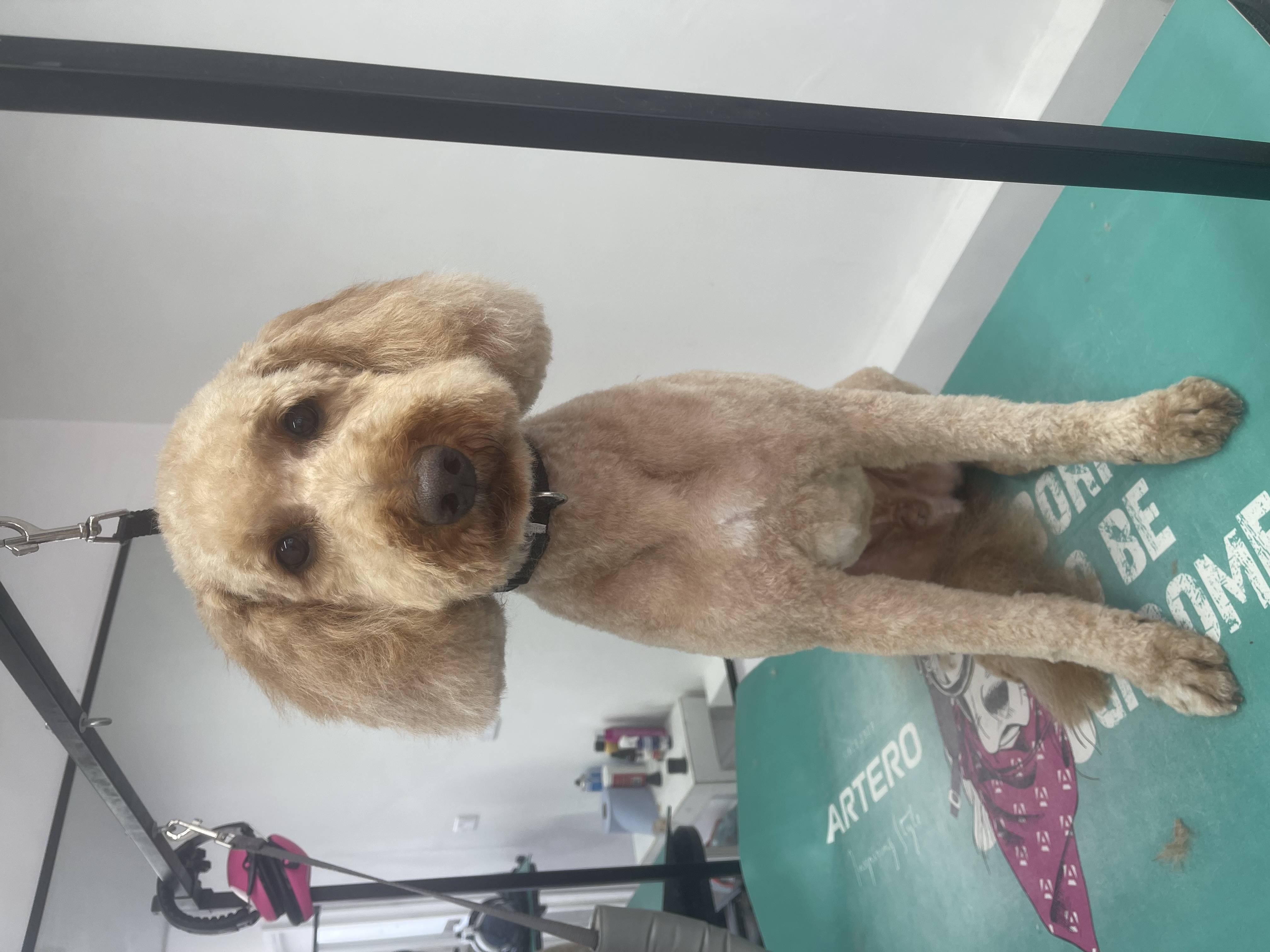 image of the clinic reception area (for a veterinary clinic)