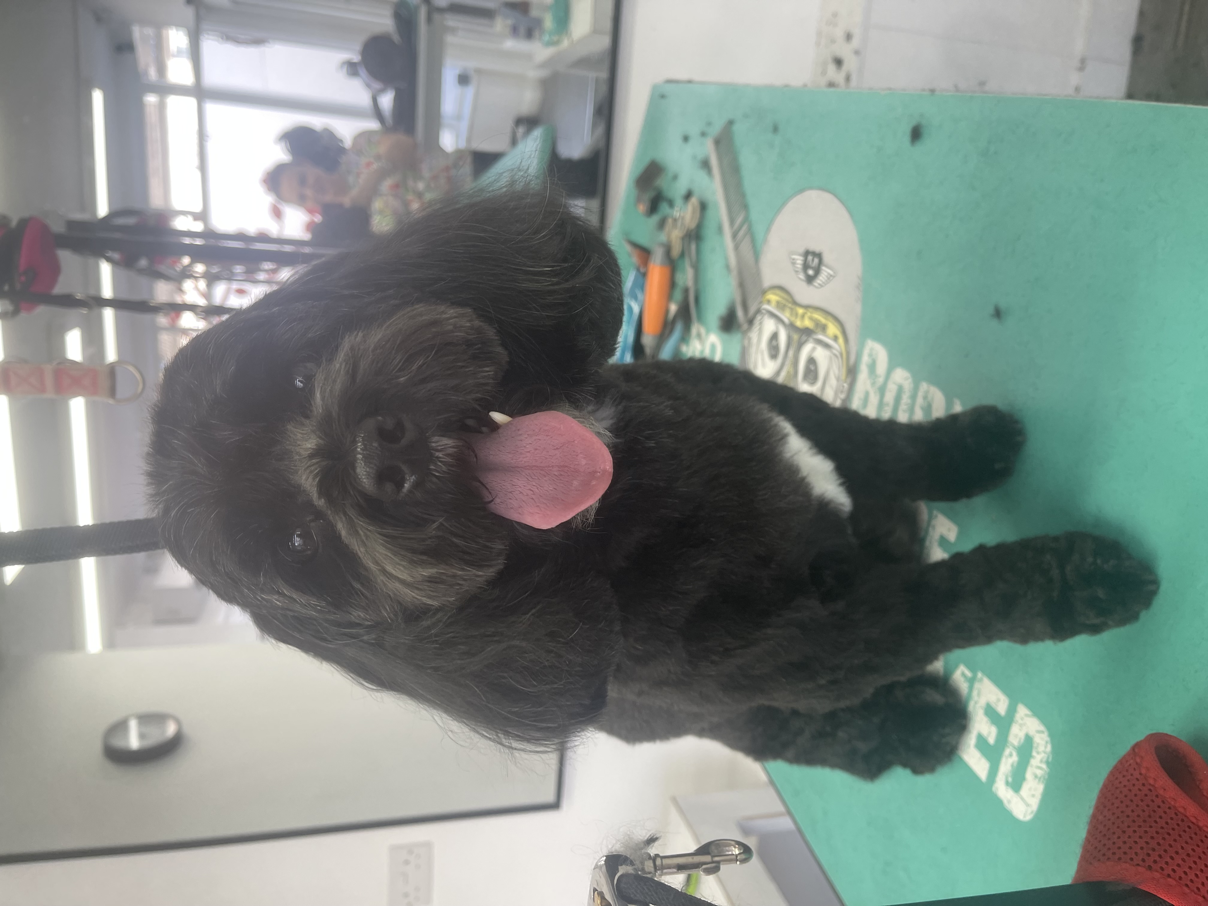 image of a dog being groomed at a modern pet store
