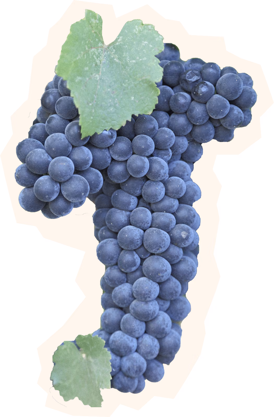 Merlot Grape Cluster