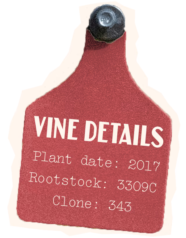 Merlot Vine Details, Plant Date: 2017, Rootstock 3309C, Clone: 343