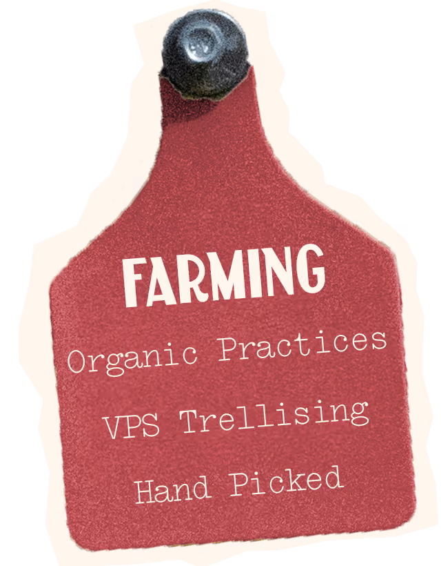 Merlot Farming, organic practices, VPS Trellising, Hand picked