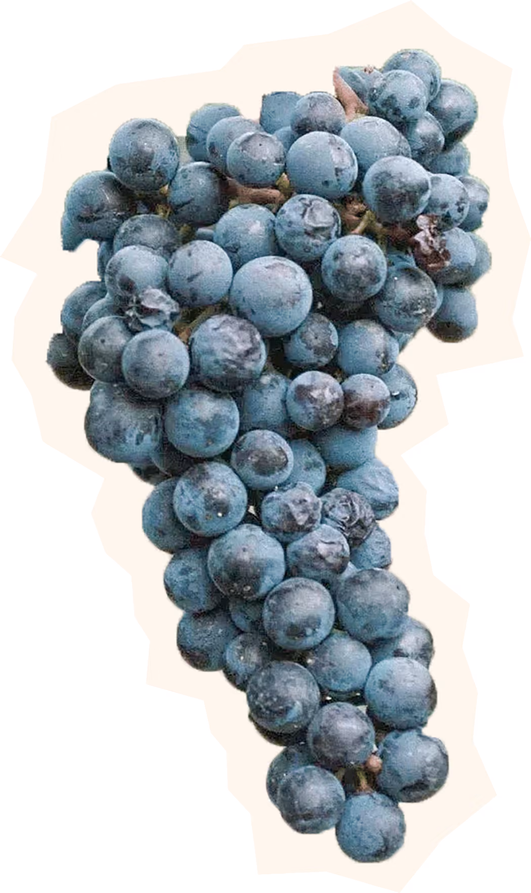 Malbec Grape Cluster