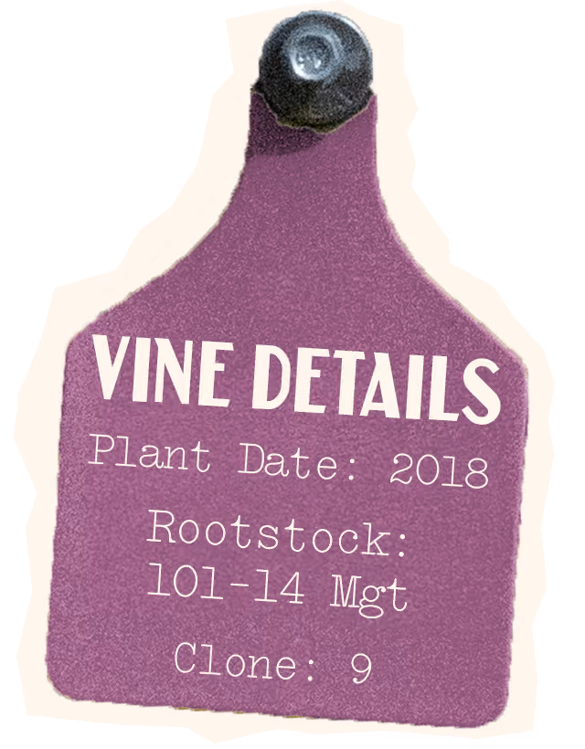 Malbec Vine Details, Plant Date: 2018, Rootstock 101-14 Mgt, Clone: 9