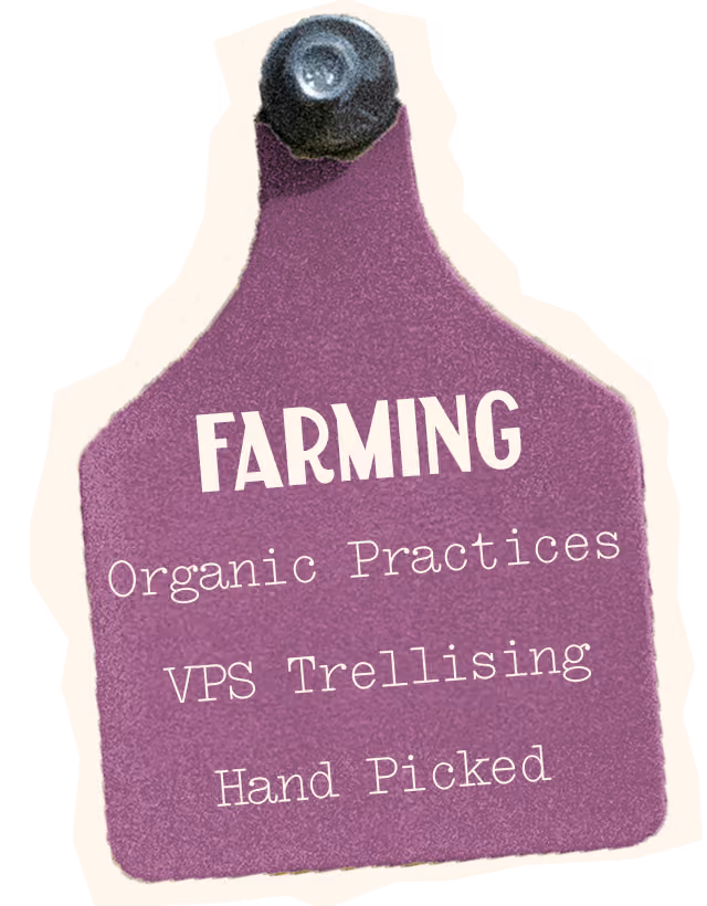 Malbec Farming, organic practices, VPS Trellising, Hand picked