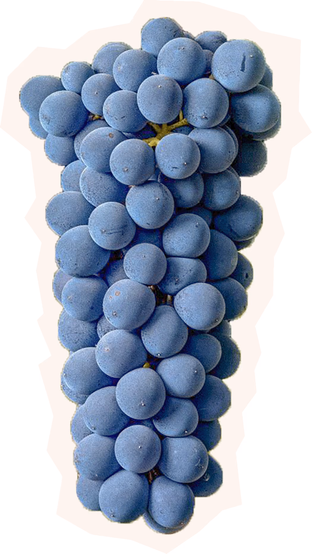 Syrah Grape Cluster