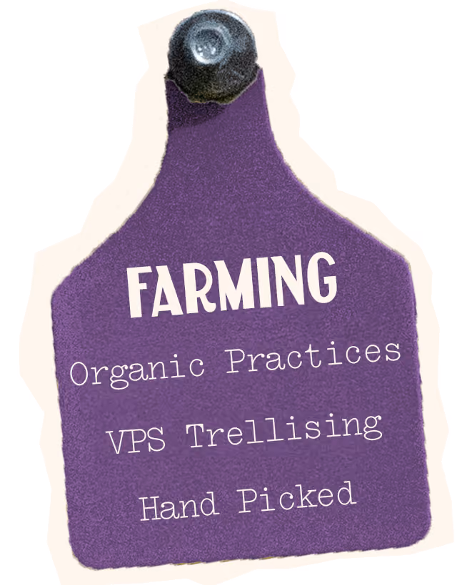 Syrah Farming, organic practices, VPS Trellising, Hand picked
