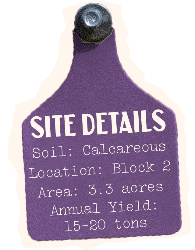 Syrah Site Details, Soil: Calcareous, Location: Block 2, Area: 3.3 acres, Annual Yield: 15-20 tons