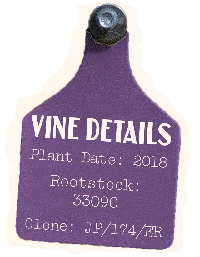 Syrah Vine Details, Plant Date: 2018, Rootstock 3309C, Clone: JP/174/ER