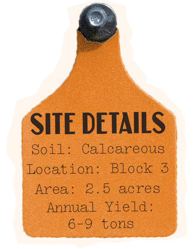 Fiano Site Details, Soil: Calcareous, Location: Block 3, Area: 2.5 acres, Annual Yield: 6-9 tons