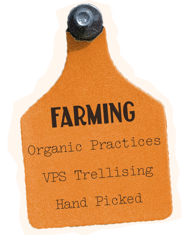 Fiano Farming, organic practices, VPS Trellising, Hand picked