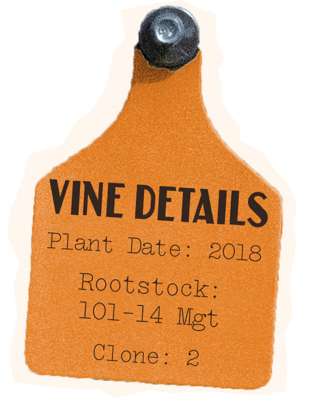 Fiano Vine Details, Plant Date: 2018, Rootstock 101-14 Mgt, Clone: 2