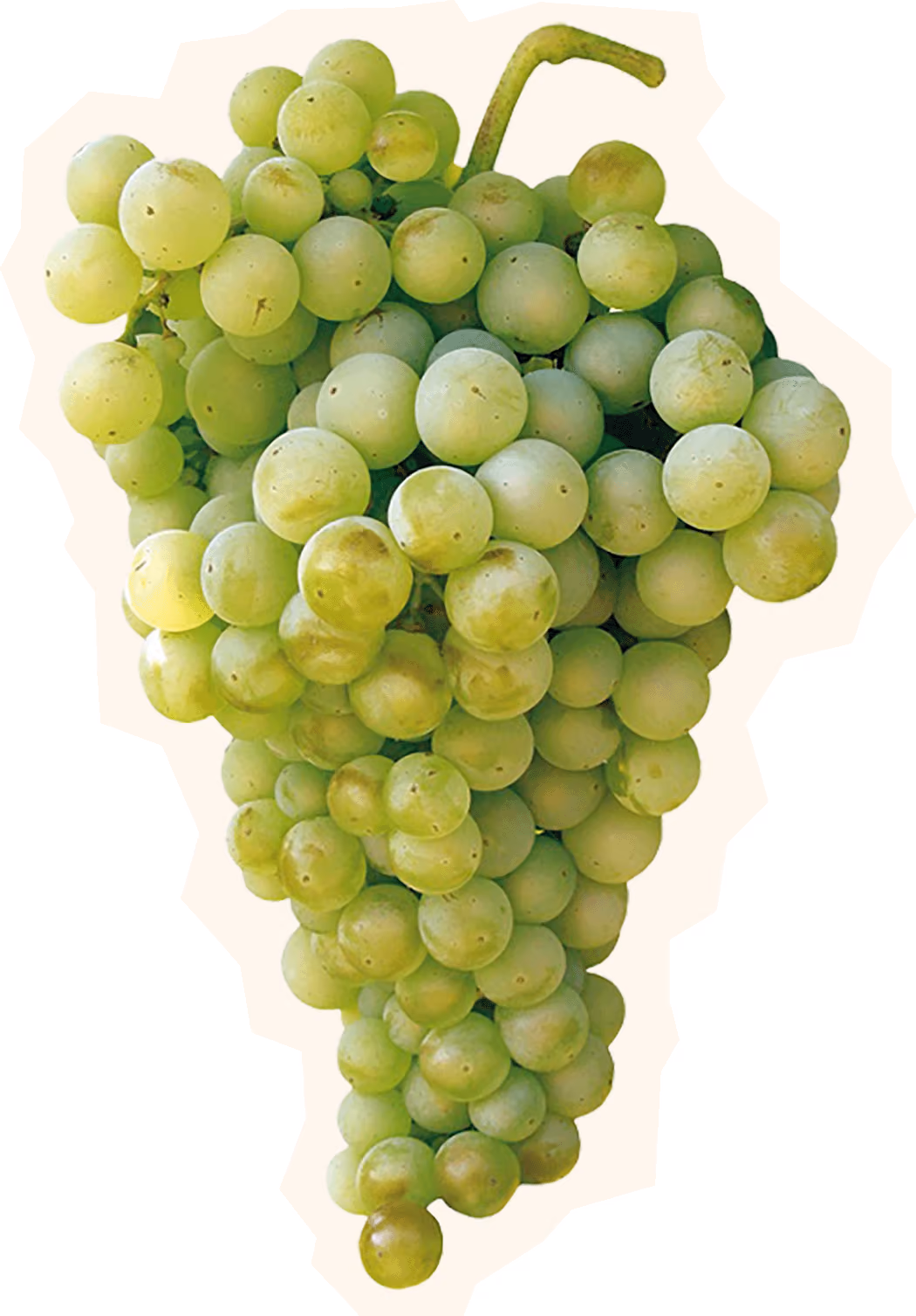 Fiano Grape Cluster