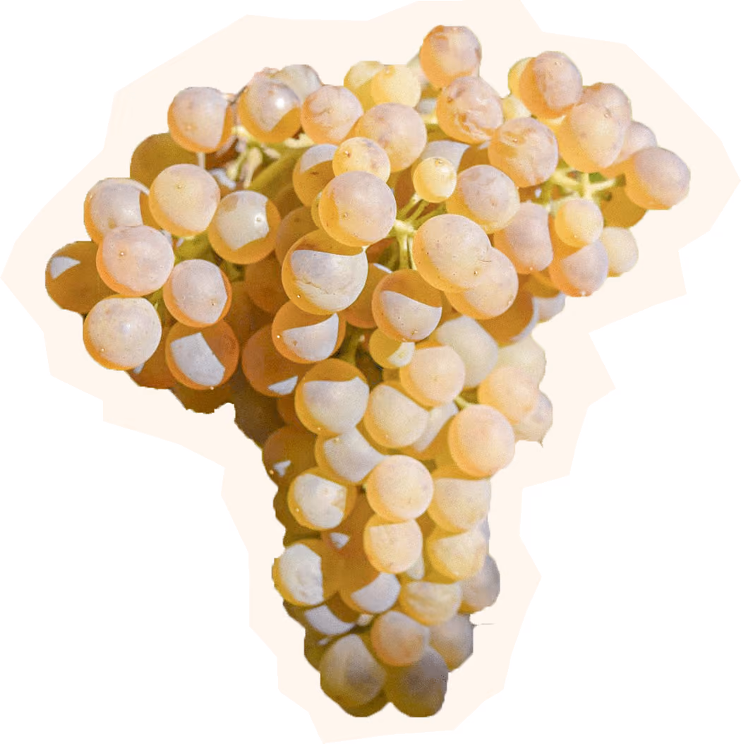 Viognier Grape Cluster