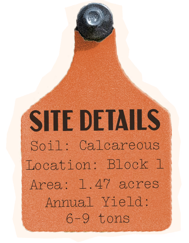 Viognier Site Details, Soil: Calcareous, Location: Block 1, Area: 1.47 acres, Annual Yield: 6-9 tons