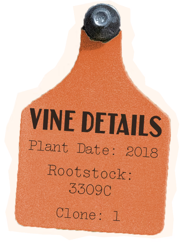 Viognier Vine Details, Plant Date: 2018, Rootstock 3309C, Clone: 1