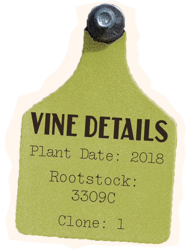 Albarino Vine Details, Plant Date: 2018, Rootstock 3309C, Clone: 1
