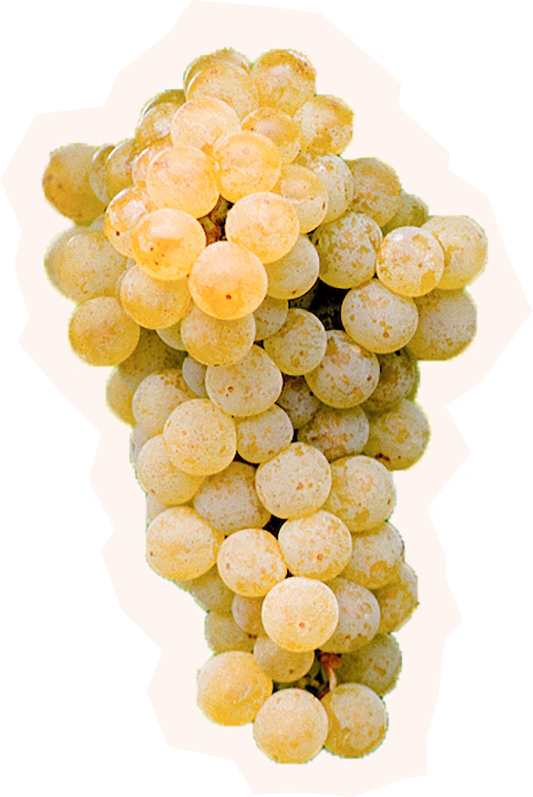 Albarino Grape Cluster