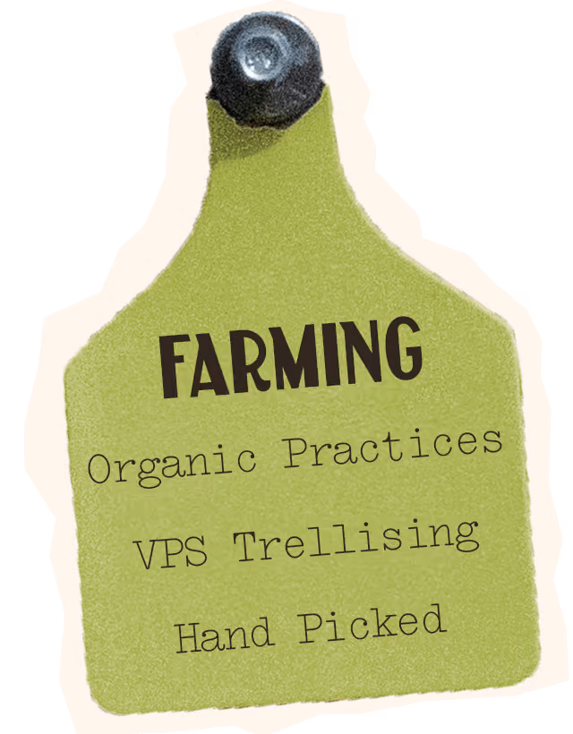 Albarino Farming, organic practices, VPS Trellising, Hand picked