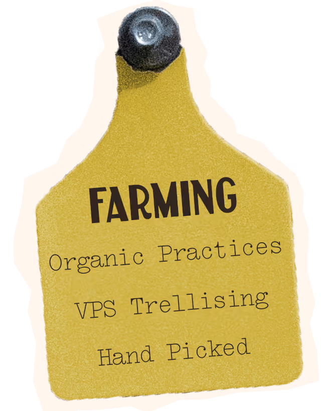 Semillon Farming, organic practices, VPS Trellising, Hand picked