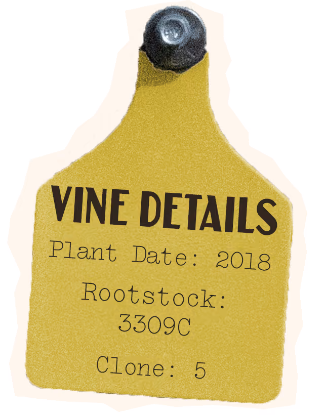 Semillon Vine Details, Plant Date: 2018, Rootstock 3309C, Clone: 5