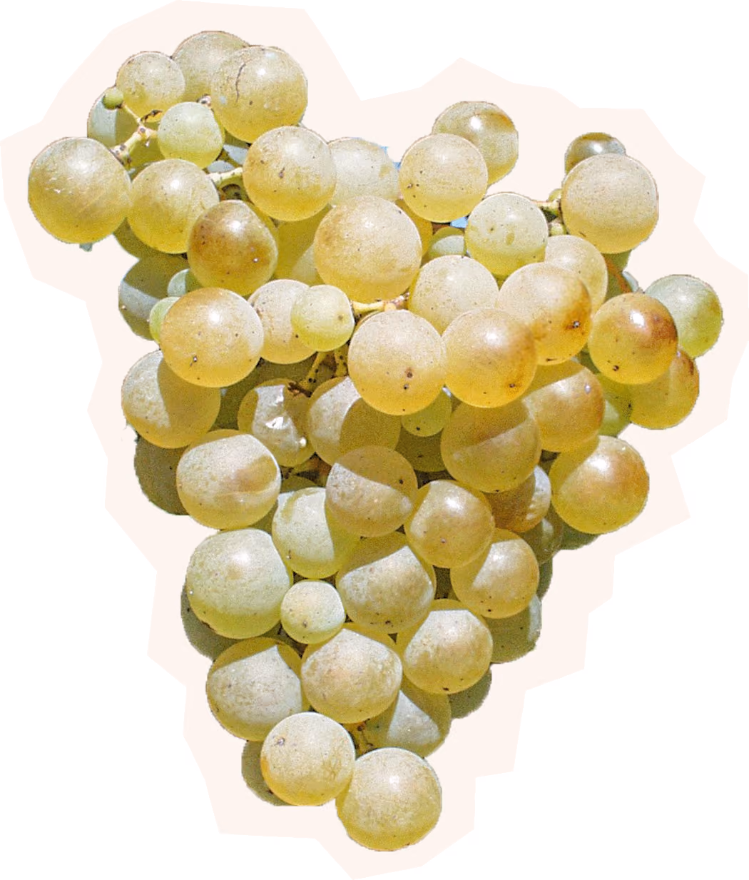 Semillon Grape Cluster